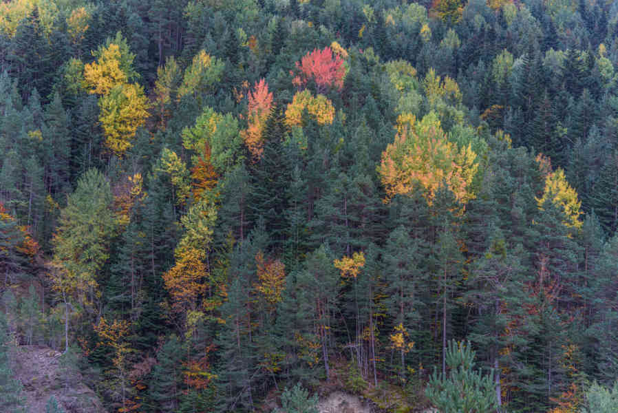 Huesca - valle de Vió 18 - bosque de la Pardina del Señor.jpg